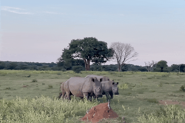 Rhinos walking in a field with grass.