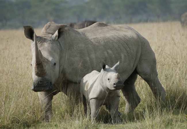 Mother and baby rhino next to each other in a field of tall grass.