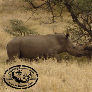 Samawati the white rhino in the African plain.