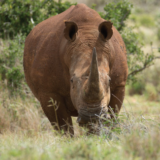 A picture of Samawati the rhino in green fields.