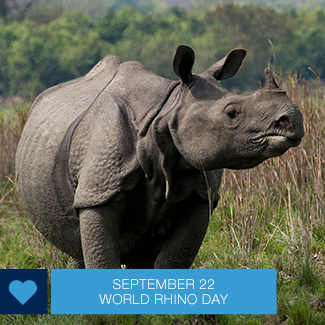 Greater One Horned Rhino in a field.