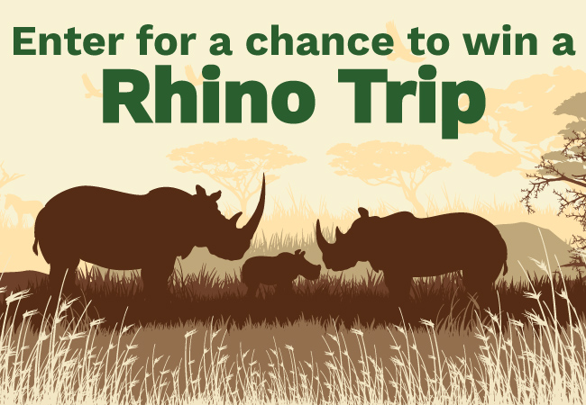 Line drawings of a family of rhinos on the savana.