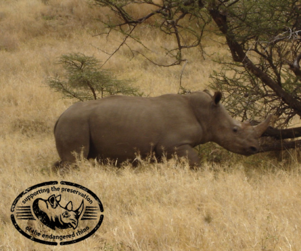 Picture of a single rhino in a grass field.